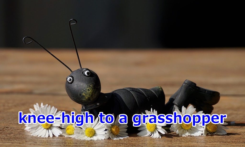 knee-high to a grasshopper