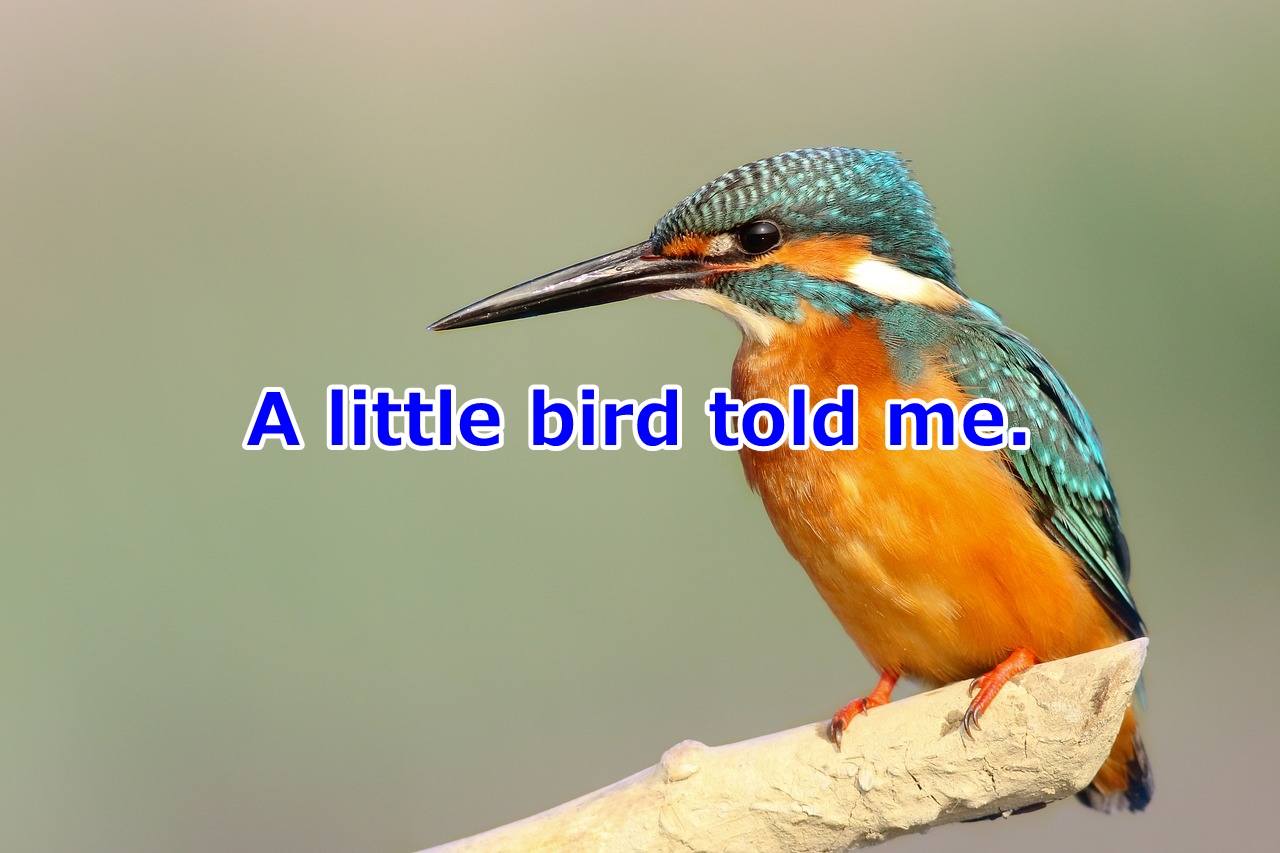 A little bird told me. 小耳にはさむ、人づてに耳にする
