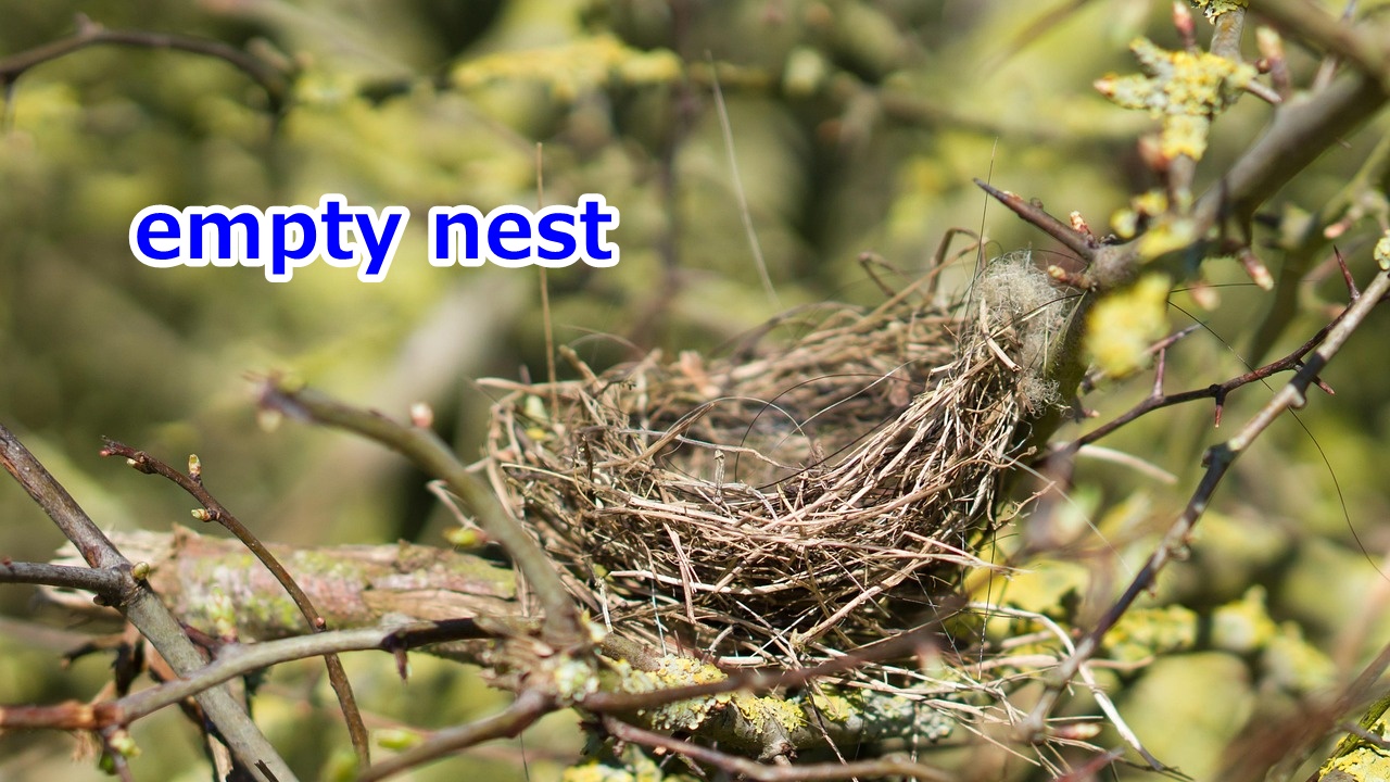 empty nest 子どもが巣立ったあとの家庭、巣立ち後の親の状態